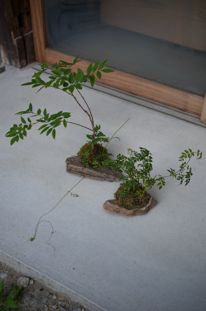 One grass