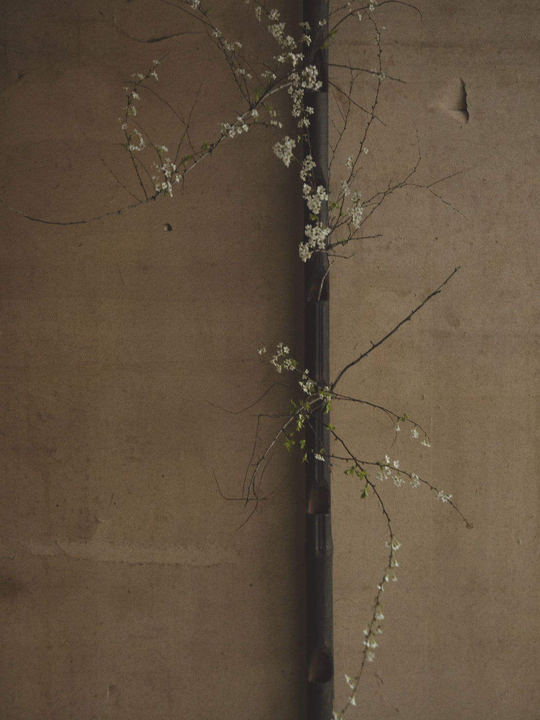 Private Ikebana Experience