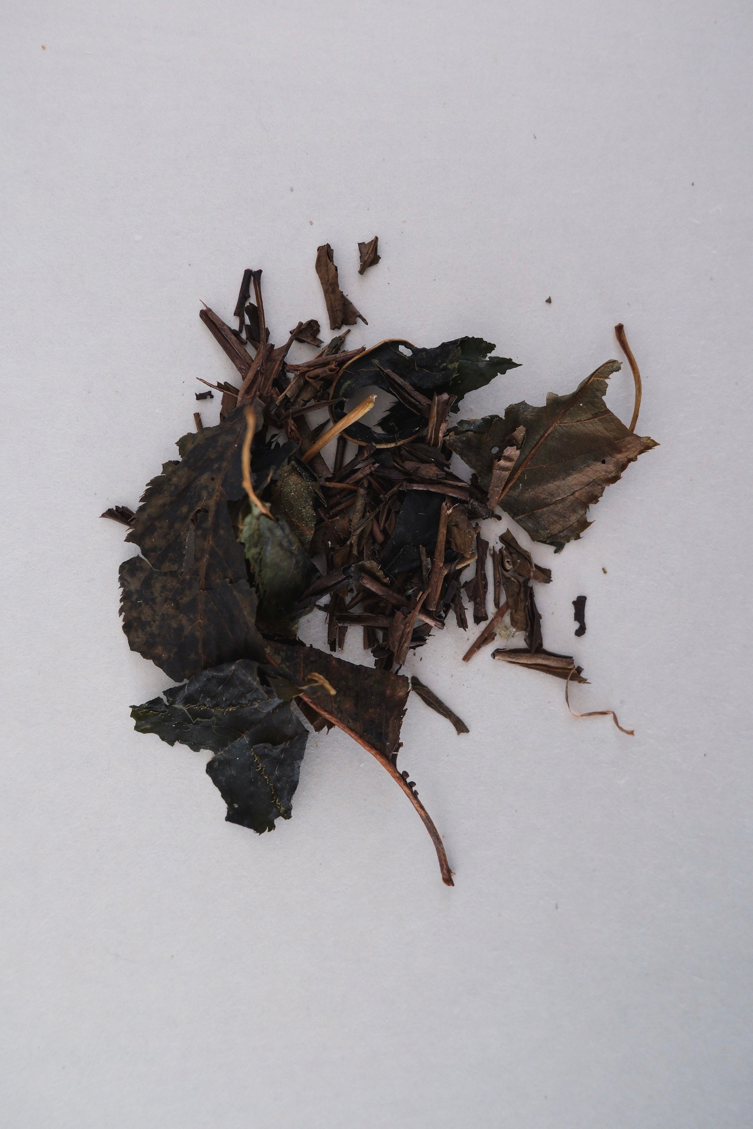 櫻花和黑文字焙茶的發酵