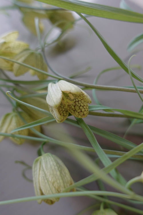 貝母　生薬　ココア　本草花茶　オーガニック　無農薬
