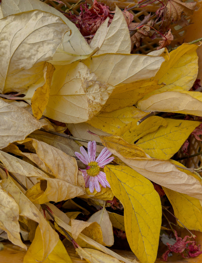 Landscape in Time – 山粧う Japanese Home Fragrance