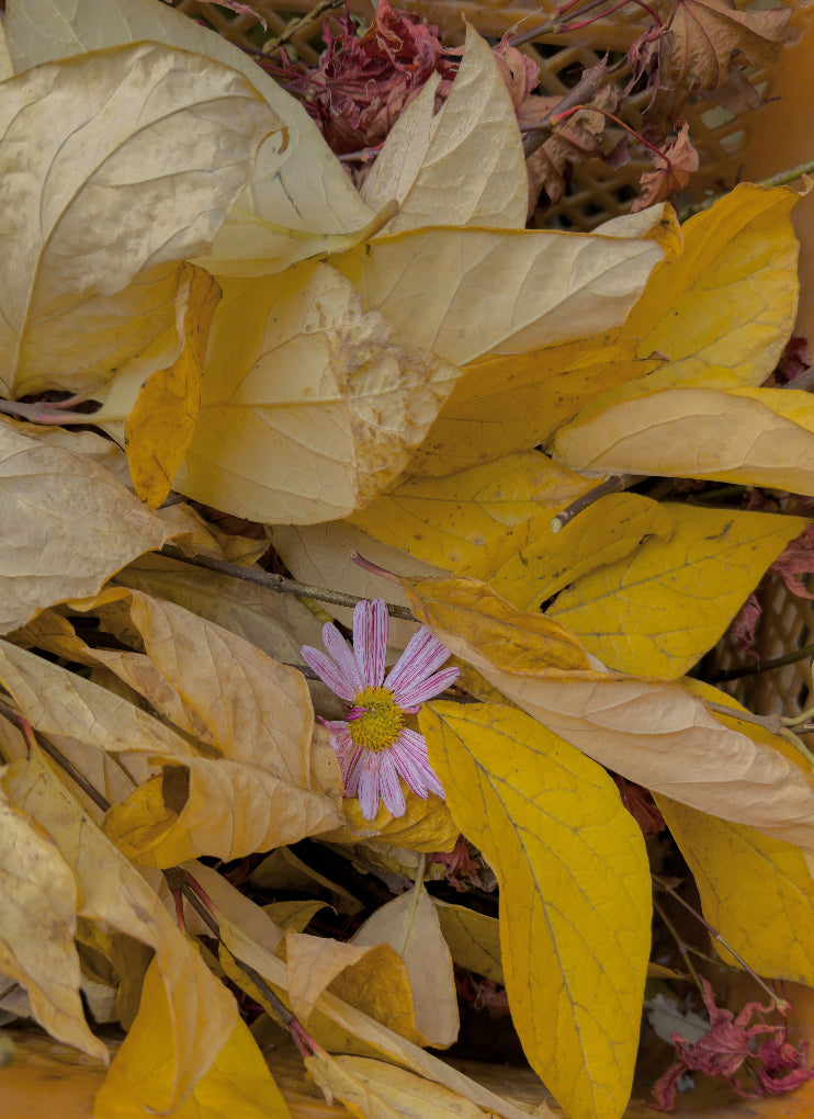 Botanical Potpourri　落ち葉