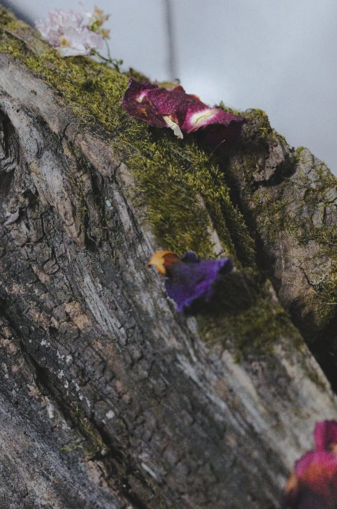 Dried Floral Incense – Noma Camellia Pourri