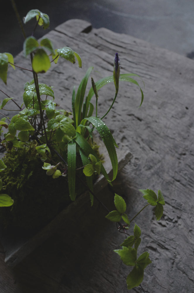 Mountain bouquet 