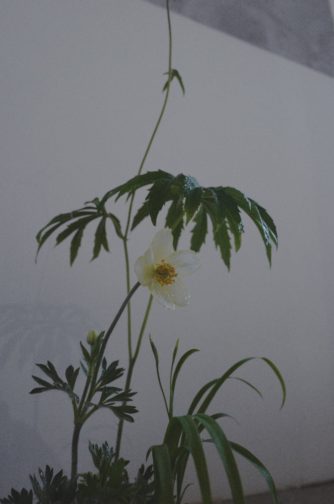 Mountain bouquet 