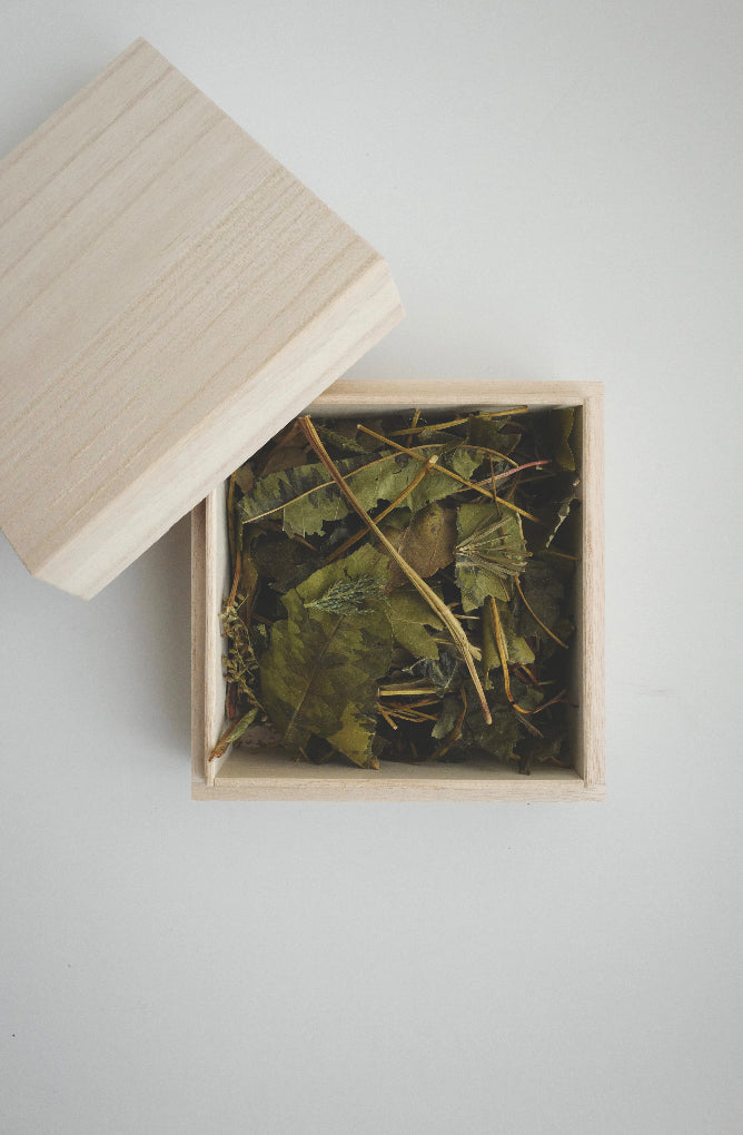 Landscape 02 – 森とひのき　Hinoki forest
