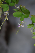 花日曆包裝