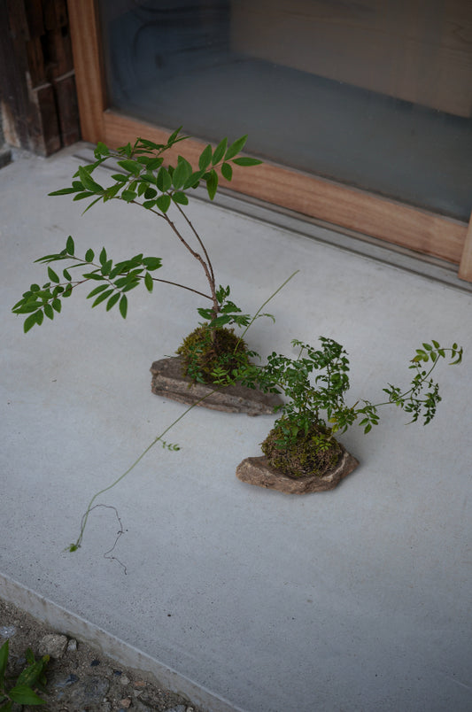 One grass 