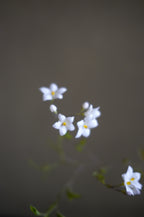 山間花束