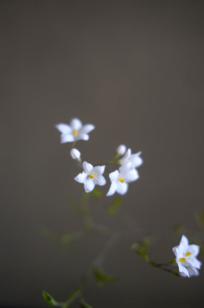 Mountain bouquet 