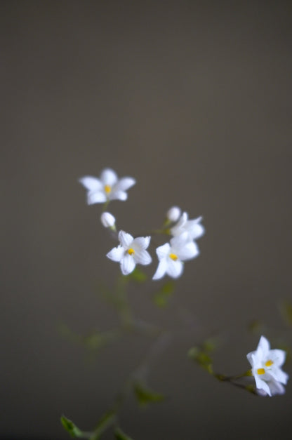 Mountain bouquet 