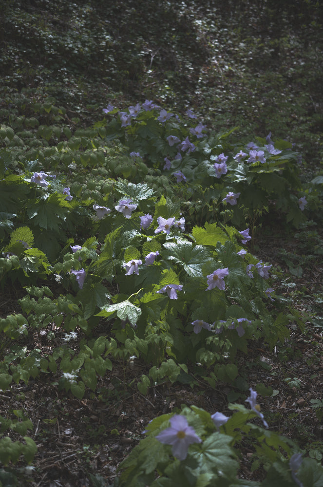 Yoka - 插花課程