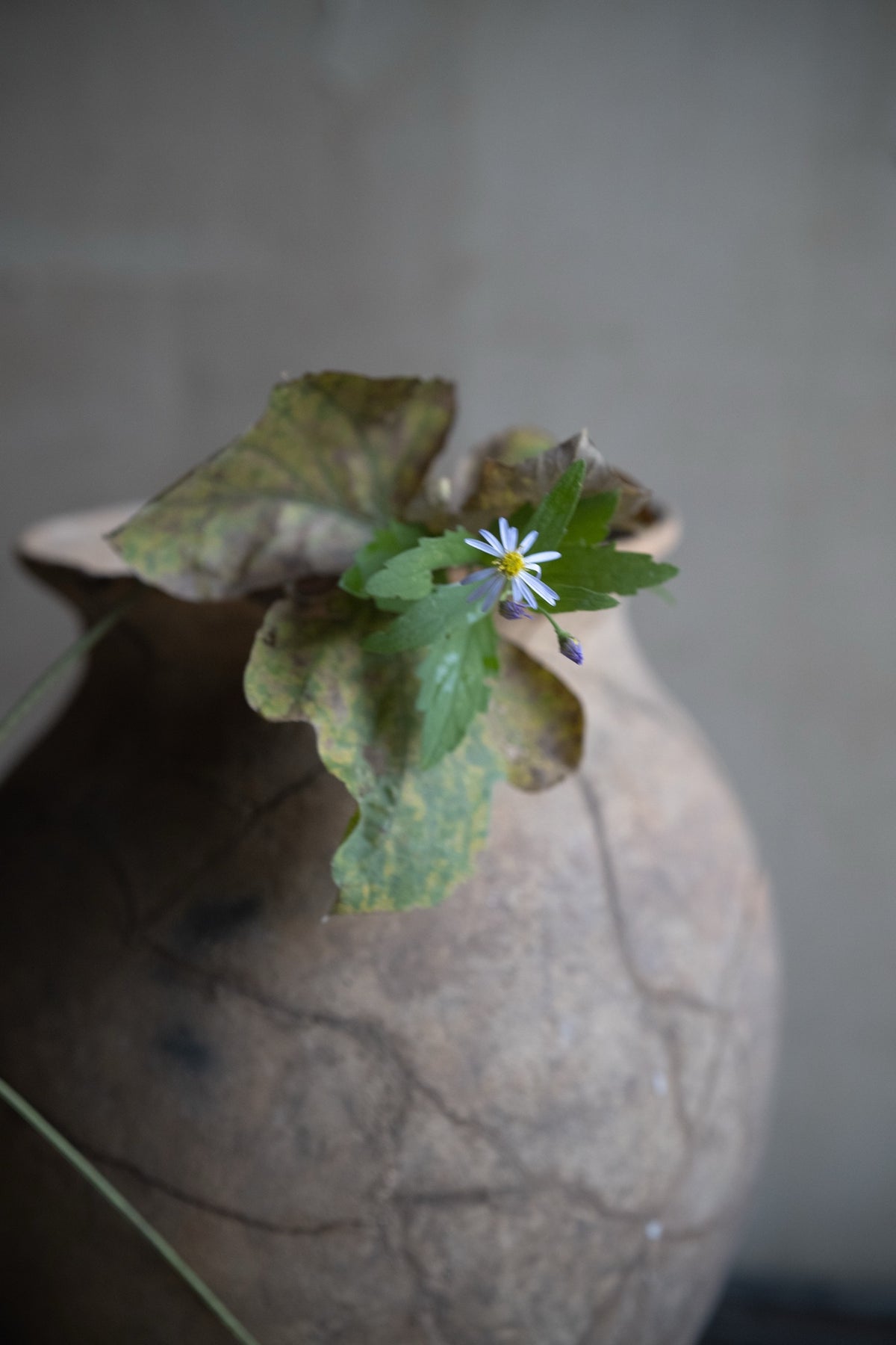 季節の花としつらえ