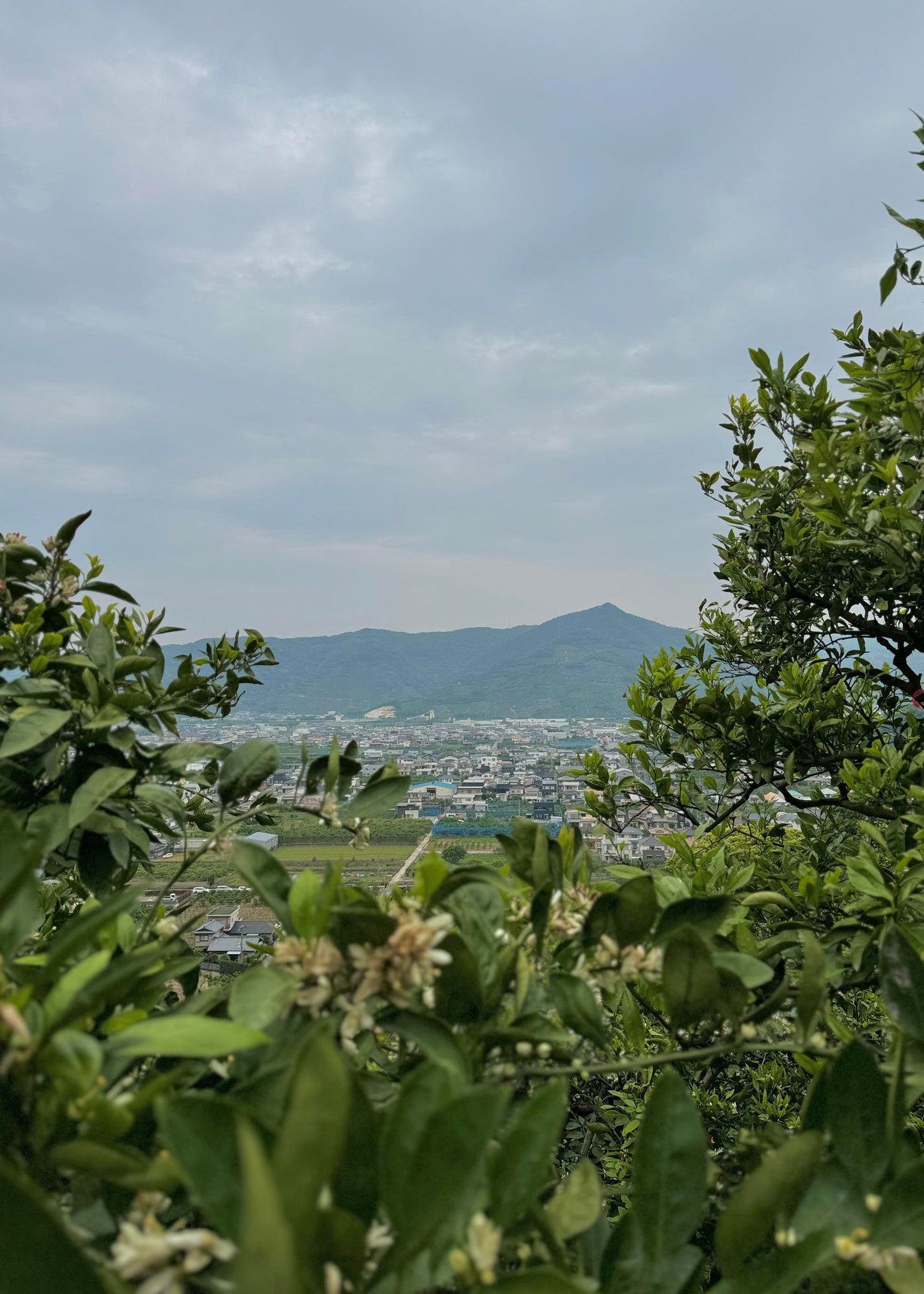 Meeting, collecting orange flowers